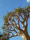 Aloe dichotoma