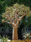 Aloe dichotoma