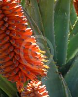 Aloe ferox