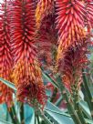 Aloe ferox