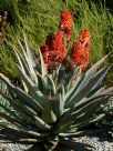 Aloe ferox