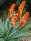 Aloe ferox