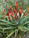 Aloe ferox