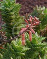 Aloe juvenna