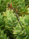 Aloe juvenna