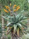 Aloe marlothii