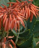 Aloe perfoliata