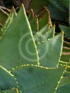 Aloe perfoliata