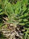 Aloe perfoliata