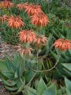 Aloe perfoliata