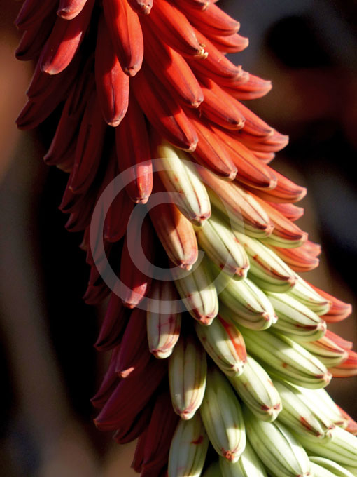 Aloe petricola | Aloe information & photos