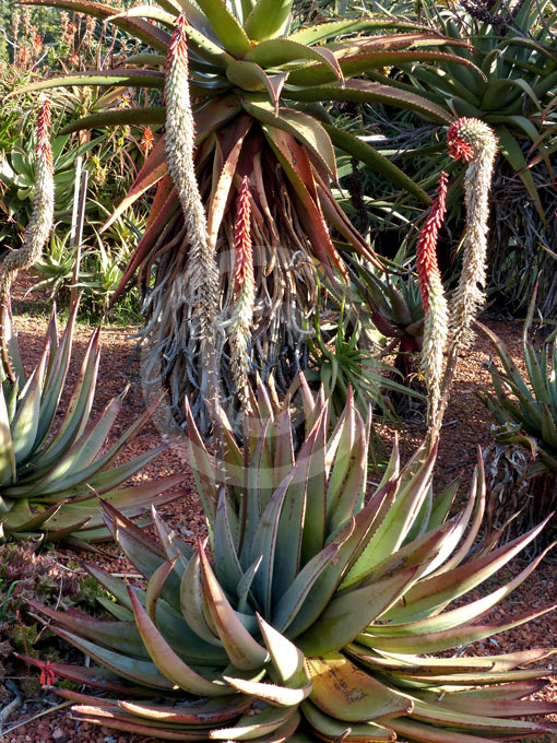 Aloe petricola | Aloe information & photos
