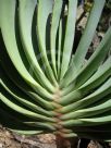 Aloe plicatilis