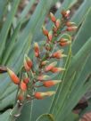 Aloe plicatilis