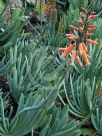 Aloe plicatilis