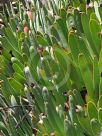 Aloe plicatilis