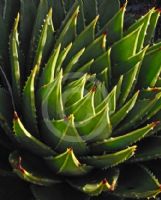 Aloe polyphylla