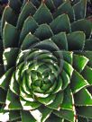 Aloe polyphylla