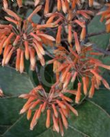 Aloe maculata