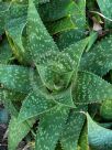 Aloe maculata