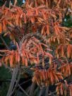 Aloe maculata