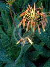 Aloe maculata