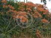 Aloe maculata