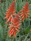 Aloe spinosissima