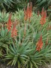 Aloe spinosissima