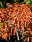 Aloe striata