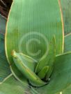 Aloe striata