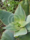 Aloe striata