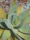 Aloe striata