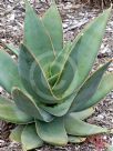 Aloe striata