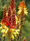 Aloe cryptopoda