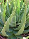 Aloe cryptopoda