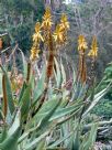 Aloe cryptopoda