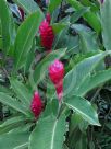 Alpinia purpurata