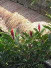 Alpinia purpurata