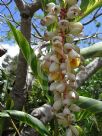 Alpinia zerumbet Variegata