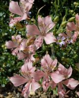 Alstroemeria hookeri