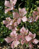 Alstroemeria hookeri