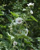 Althaea officinalis