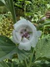 Althaea officinalis