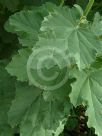 Althaea officinalis