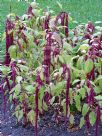 Amaranthus caudatus