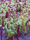 Amaranthus caudatus