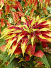 Amaranthus tricolor