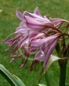 Amarcrinum memoria-corsii