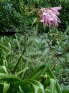 Amarcrinum memoria-corsii